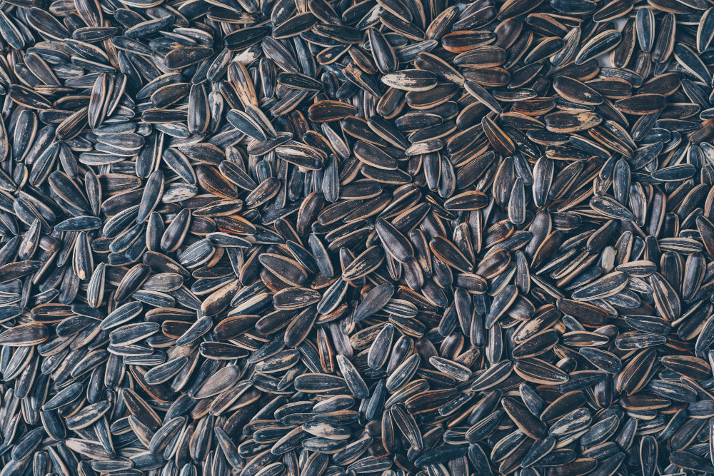 Sunflower seeds